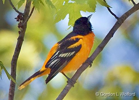 Baltimore Oriole_48873.jpg - Photographed near Ottawa, Ontario - the Capital of Canada.